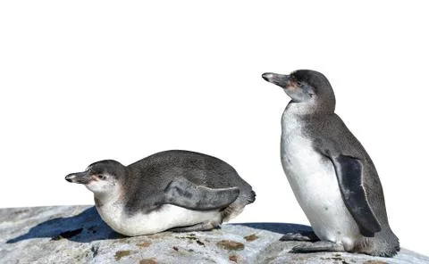 The Humboldt Penguins Stock Photos