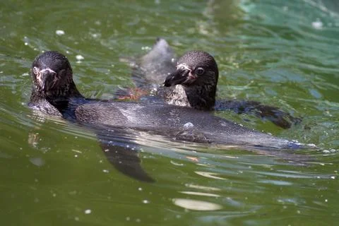 Humboldt Penguins Stock Photos