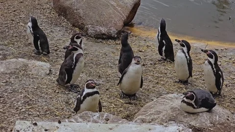 Humboldt penguins  standing Stock Footage 263678670