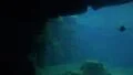 Humboldt penguins swimming in underwater cave HD Footage