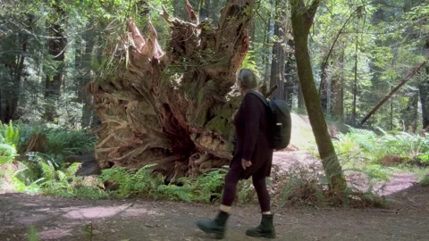 Humboldt Redwoods 2 Video stock 276227455