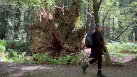 Humboldt Redwoods Video stock 276227437