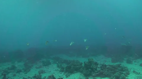Humboldt squid (Dosidicus gigas) school of squids under the boat in Red sea Vidéo 79590744