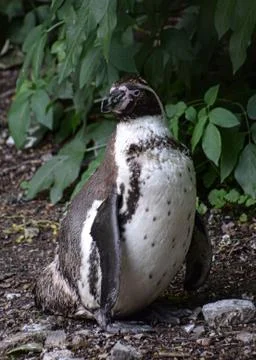 Humbolt penguin in captivity Stock Photos