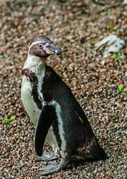 Humbolt penguin in captivity Stock Photos
