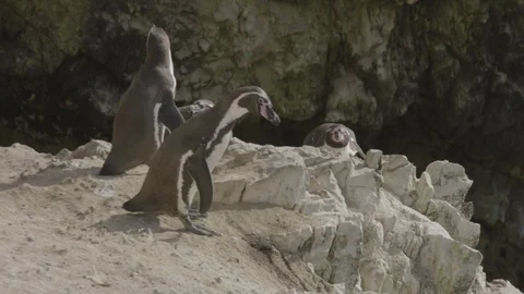 Humbolt penguins on a "cliff" edge. Stock Footage 116585004