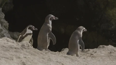 Humbolt penguins on a "cliff" edge. Stock Footage 116585664