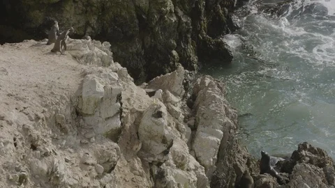 Humbolt penguins on a "cliff" edge, with a Gull, and seals below Stock Footage 116586859