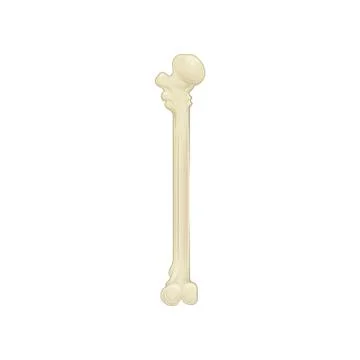 Humeral upper extremity - long bone in the arm. Part of human skeleton. Detailed Stock Illustration
