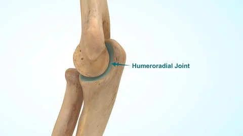 Humeroradial joint of 3d illustration Stock-Illustration