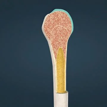 The humerus also known as the upper arm bone is a long bone that runs from th Stock Illustration