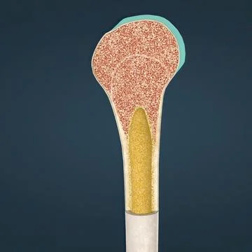 The humerus also known as the upper arm bone is a long bone that runs from th Stock Illustration
