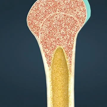 The humerus also known as the upper arm bone is a long bone that runs from th Stock Illustration