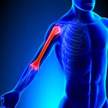 Humerus Anatomy with Circulatory System Stock Illustration