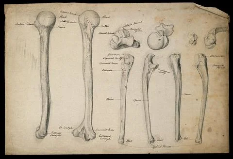 Humerus and ulna bones: ten figures. Pencil drawing, ca. 1804. Stock Illustration