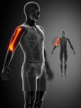 HUMERUS black x--ray bone scan Stock Illustration