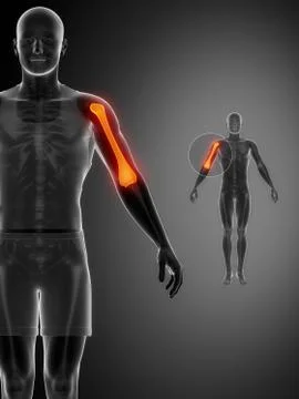 HUMERUS black x--ray bone scan Stock Illustration