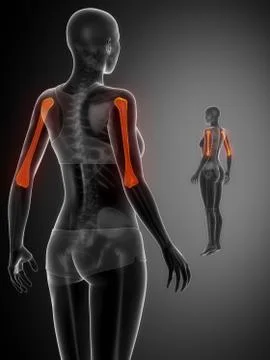 HUMERUS black x--ray bone scan Stock Illustration