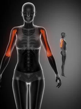 HUMERUS black x--ray bone scan Stock Illustration