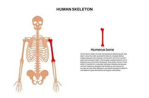 Humerus bone anatomy Stock Illustration