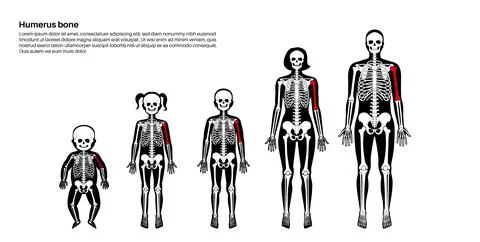 Humerus bone anatomy Stock Illustration