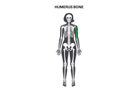 Humerus bone anatomy 库存插图