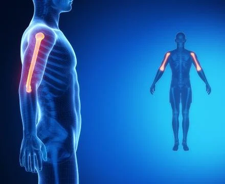 HUMERUS bone anatomy x-ray scan Stock Illustration