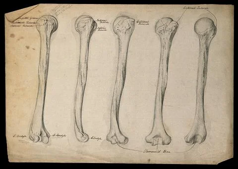 Humerus bone: five figures. Pencil drawing, ca. 1804. Stock Illustration