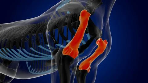 Humerus bone horse skeleton anatomy for medical concept 3D Illustration Stock Illustration