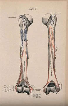 Humerus bone: two figures, anterior and posterior views. Colour wood engrav.. Stock Illustration