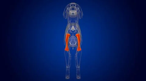 Humerus Bones Dog skeleton Anatomy For Medical Concept 3D Illustrazione stock