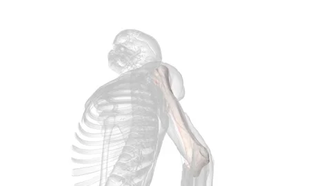 The humerus is a long bone in the arm that runs from the shoulder to the elbow Video stock 246534144
