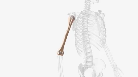 The humerus is a long bone located in the upper arm, between the shoulder joint Video stock 270143875