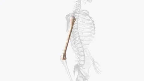 The humerus is a long bone located in the upper arm, between the shoulder joi Stock Illustration