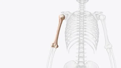 The humerus is a long bone located in the upper arm, between the shoulder joi Stock Illustration