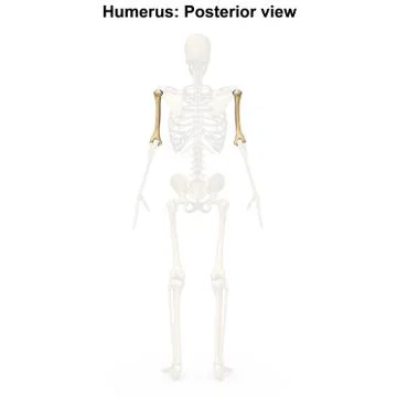 Humerus Posterior View