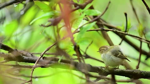 Hume's Leaf Warbler Preening Feathers After Rain in Bush Stock Footage 337522021