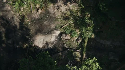 Humid Climate Of Rainforest Video stock 259808259