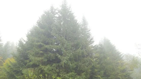 Humid Coniferous Forest Brook Flow in Cloudy Day Time is Like Water Life Stock Footage 71633332