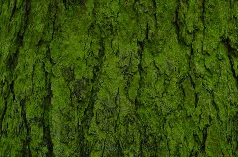Humid mossy pine tree bark abstract background Stock Photos