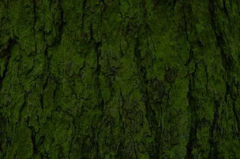 Humid mossy pine tree bark abstract background Stock Photos