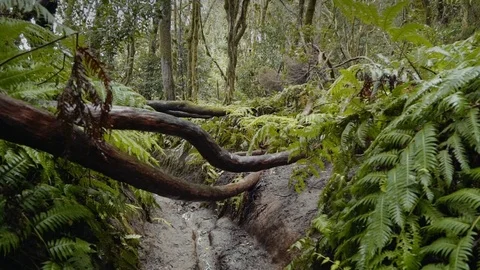 Humid tropical forest Stock-Footage 81339748