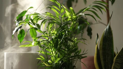 Humidifier creating optimal moisture levels for indoor plants like chamaedorea Stock Footage 344271993