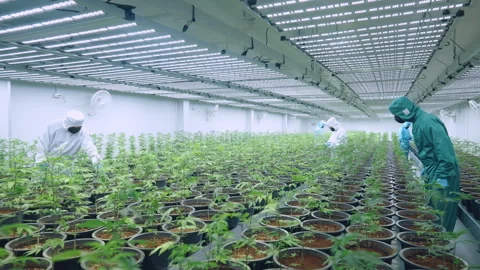 Humidity and Insect control for a rich harvest. Stock Footage 301691358