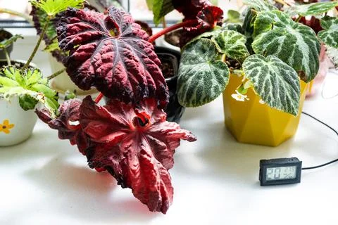 Humidity and temperature sensor for proper care of plants at home. Begonia de Stock Photos