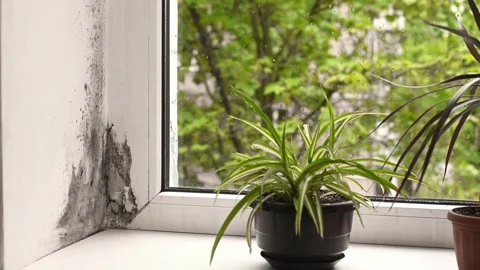Humidity causes black mold on wall near window with houseplant on sill. Stock Footage 344553789