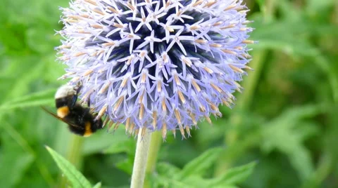 Hummel visited a thistle Stock Footage 54405030