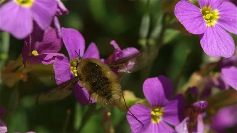 Hummelschweber Large Bee Fly Bombylius major(9) 動画素材 93746705