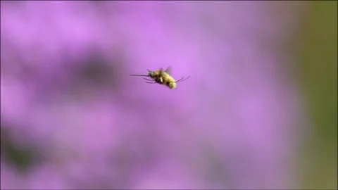 Hummelschweber Large Bee Fly Bombylius major(16) 動画素材 93752103
