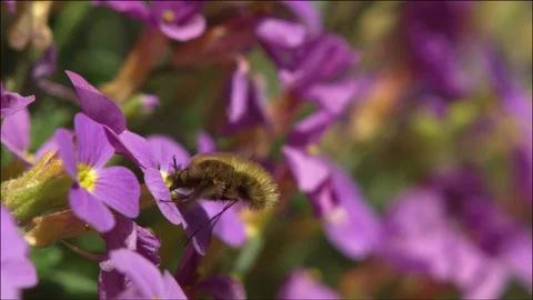 Hummelschweber Large Bee Fly Bombylius major(13) Stock Footage